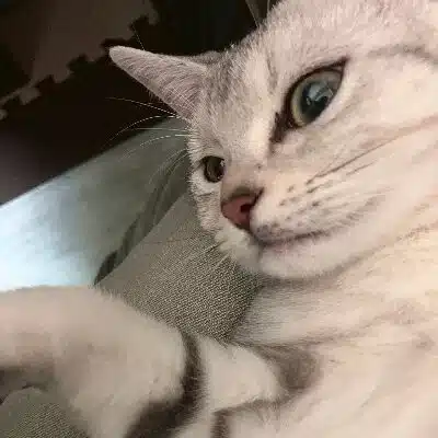 猫野ししゃも