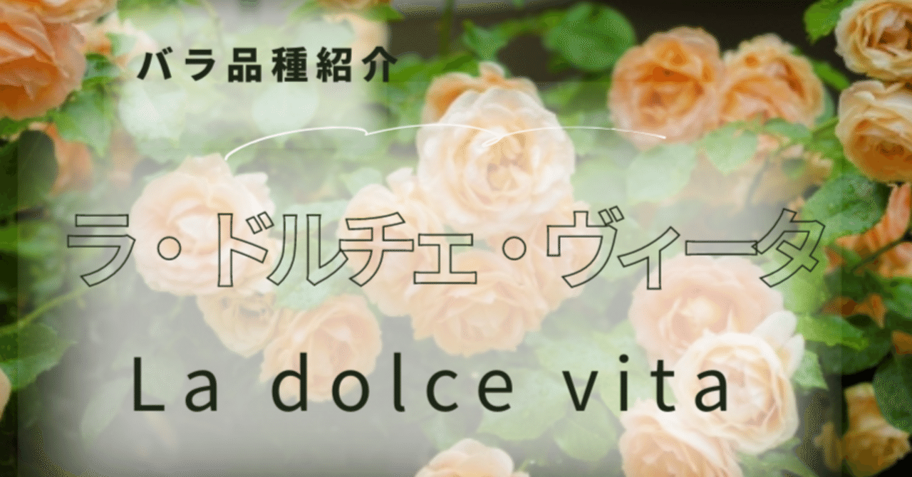 ラ・ドルチェ・ヴィータ(La dolce vita)｜ばらトピ ―薔薇と園芸