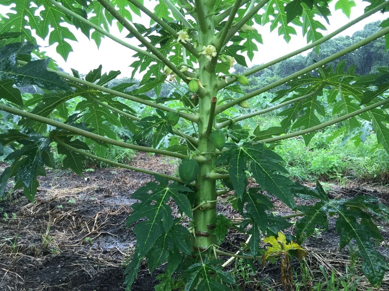 知ってください 国産青パパイヤのこと 植松謙 いわきユナイト Note