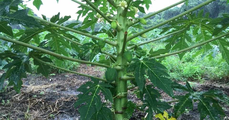 知ってください 国産青パパイヤのこと 植松謙 いわきユナイト Note