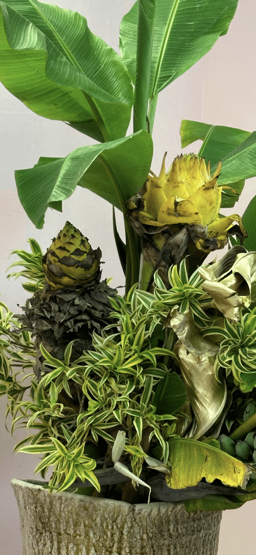 チュウキンレン|EGGSEED チュウキンレン|EGGSEED