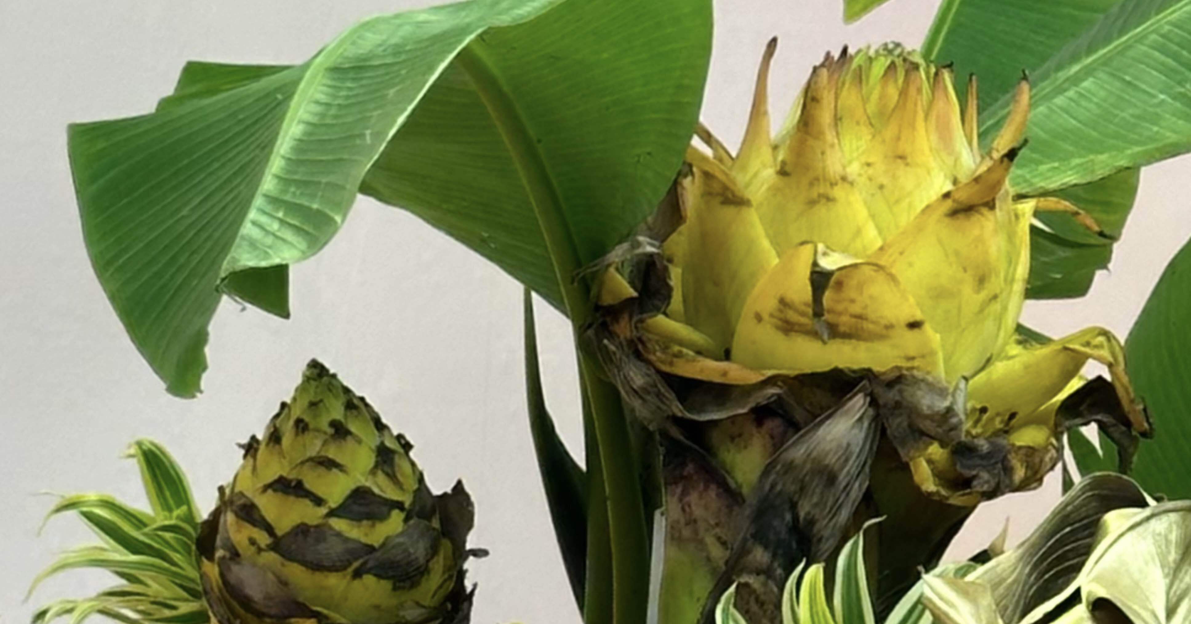 d61a6fad1bd9e6b05ffe8065f18825