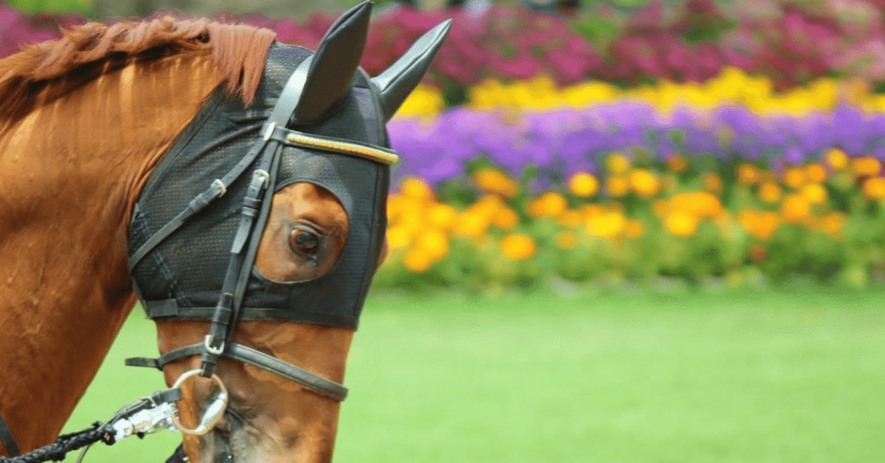 乗馬のギモン】なぜ馬の毛を編み込みするの？馬のおしゃれ