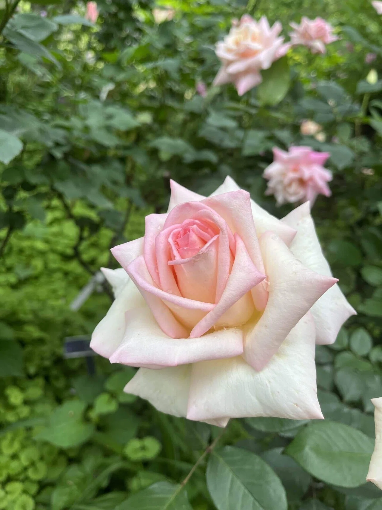 2,200 varieties. A blissful time surrounded by colorful roses. May