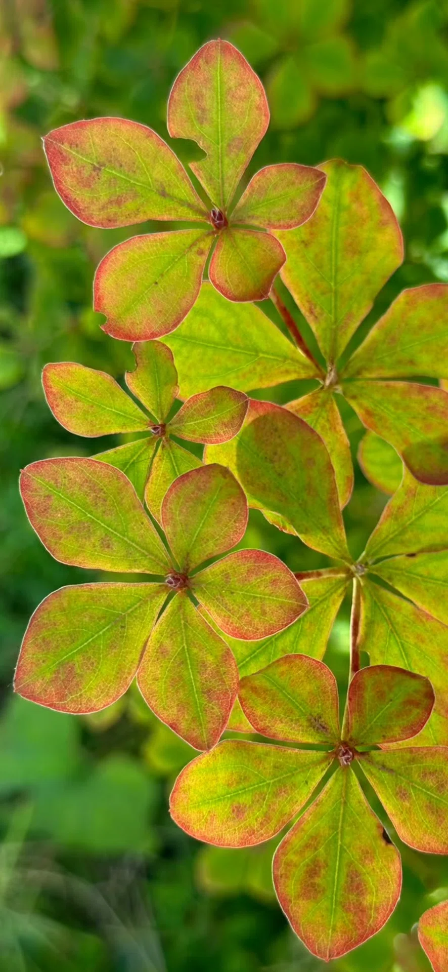 ヤシオツツジ 苗木 植木 庭木 白花 ゴヨウツツジ 🎍 【テキスト】 NO3