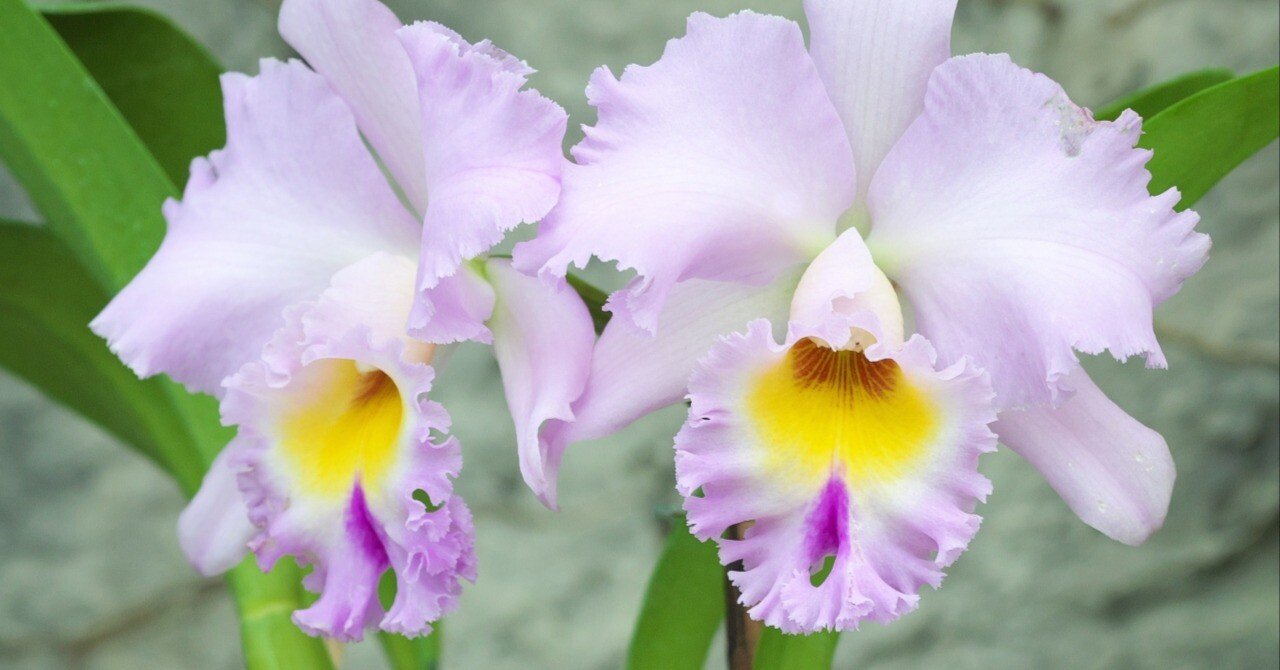 31e07cae5af3a5ede8d6f8e2f532c6