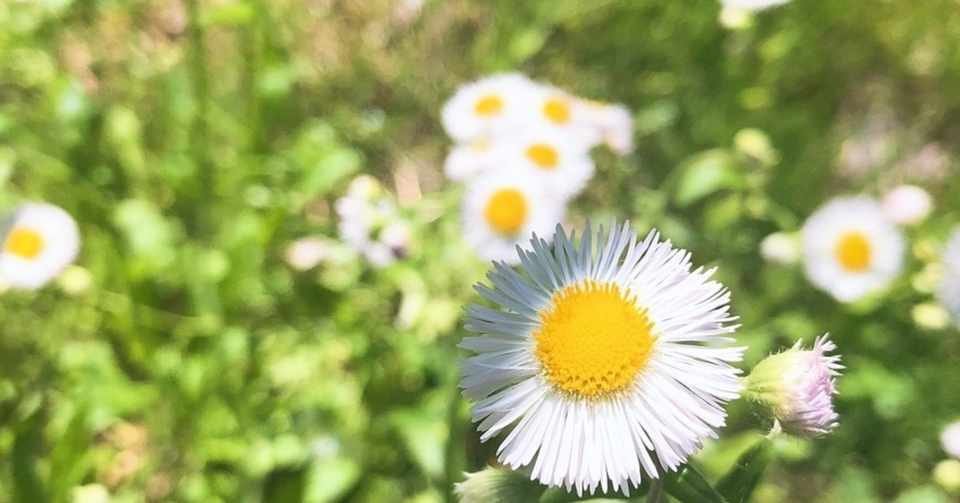 ケモタイプって 野生種って 野生種 ゆちり Note