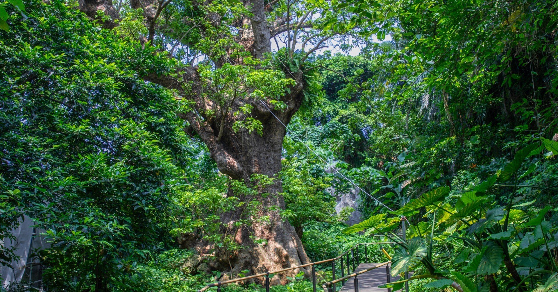 首里金城町の大アカギ｜Zenpaku