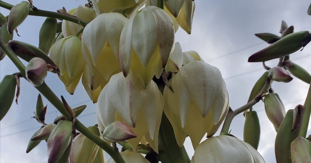 ユッカ　グロリオサ LUPIN ZERO様 確認用 4頭ユッカグロリオサバリエガータ - メルカリ