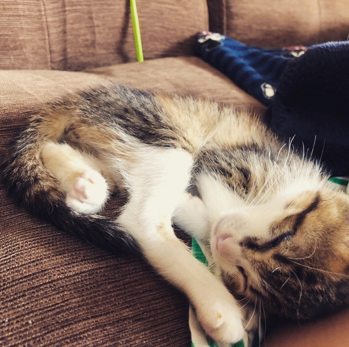 子猫を飼うデメリット 1 ますます人間が薄汚く思える 2 どこかに飢えた野良猫の赤ちゃんがいると思うと気が気でなくなる 3 無謀な中古戸建購入の検討を四六時中脳内で展開することになる 今のところ以上です Ghosts Note