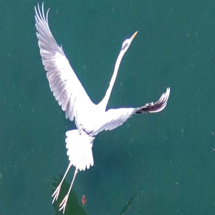 アオサギは頸を曲げて飛ぶ”という図鑑説明に疑問を抱いた｜いきものぐるり