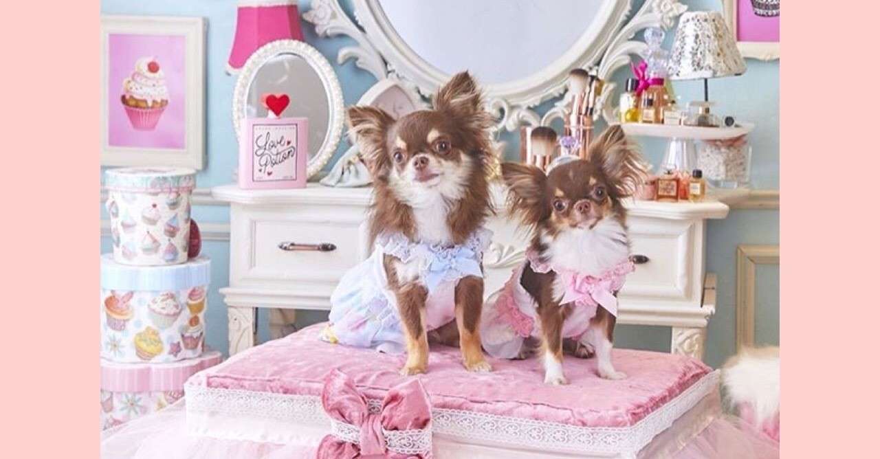 愛犬があなたに 大好き を伝えている15のサイン 田中愛子 ドッグトレーナー Note
