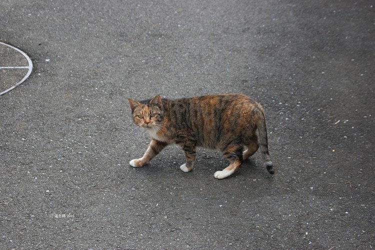 Stray cat 126  #cat #ねこ #ネコ #猫