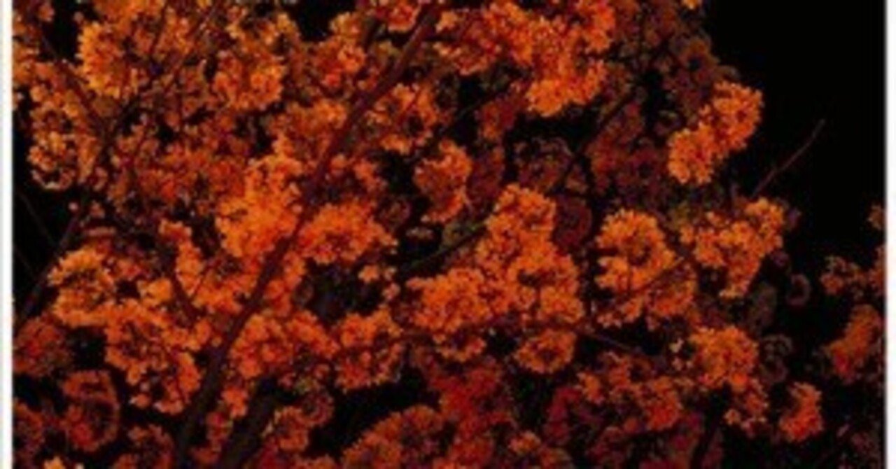 さくらの唄 / GOING STEADY｜Okada Toshihiro