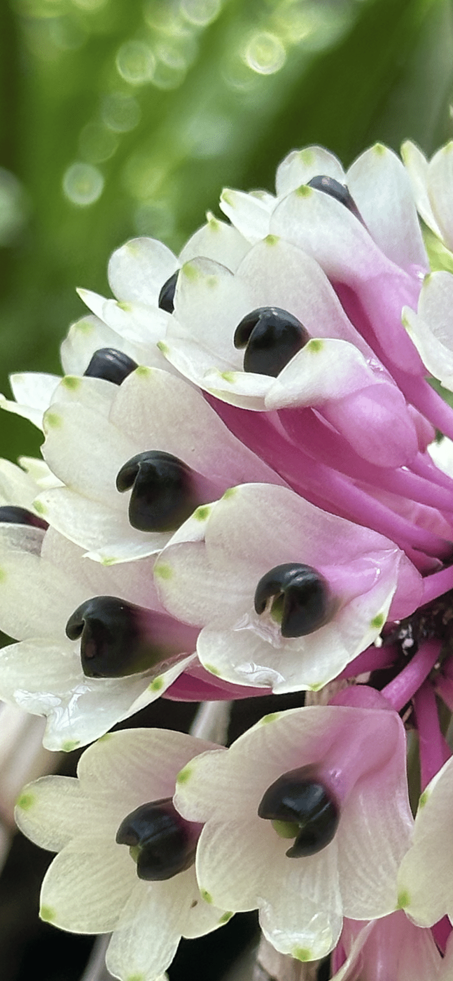 DENDROBIUM SMILLIEAE DWARF FORM｜EGGSEED
