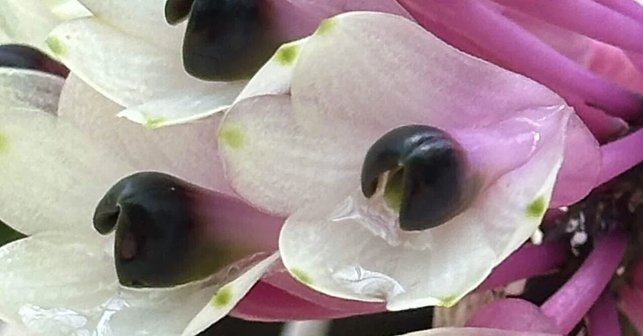 smillieae Den. 洋蘭 原種 クライムオーキッドナーセリー 洋蘭原種専門