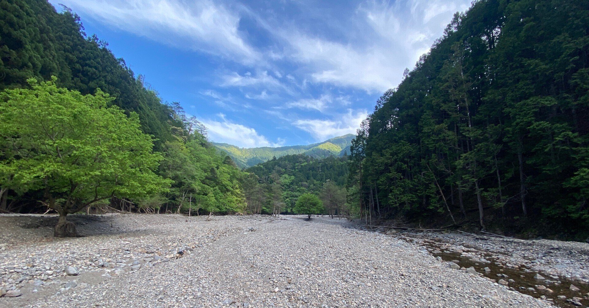 石鎚五葉、懸崖、山採取、60年強 目立った汚れ傷無し