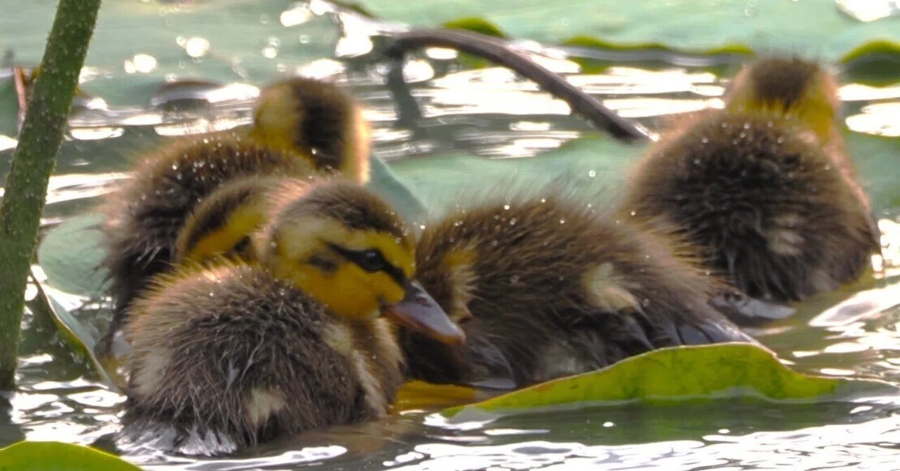 初夏の早朝、公園で探鳥：可愛い親子とコアジサシ｜もずきち