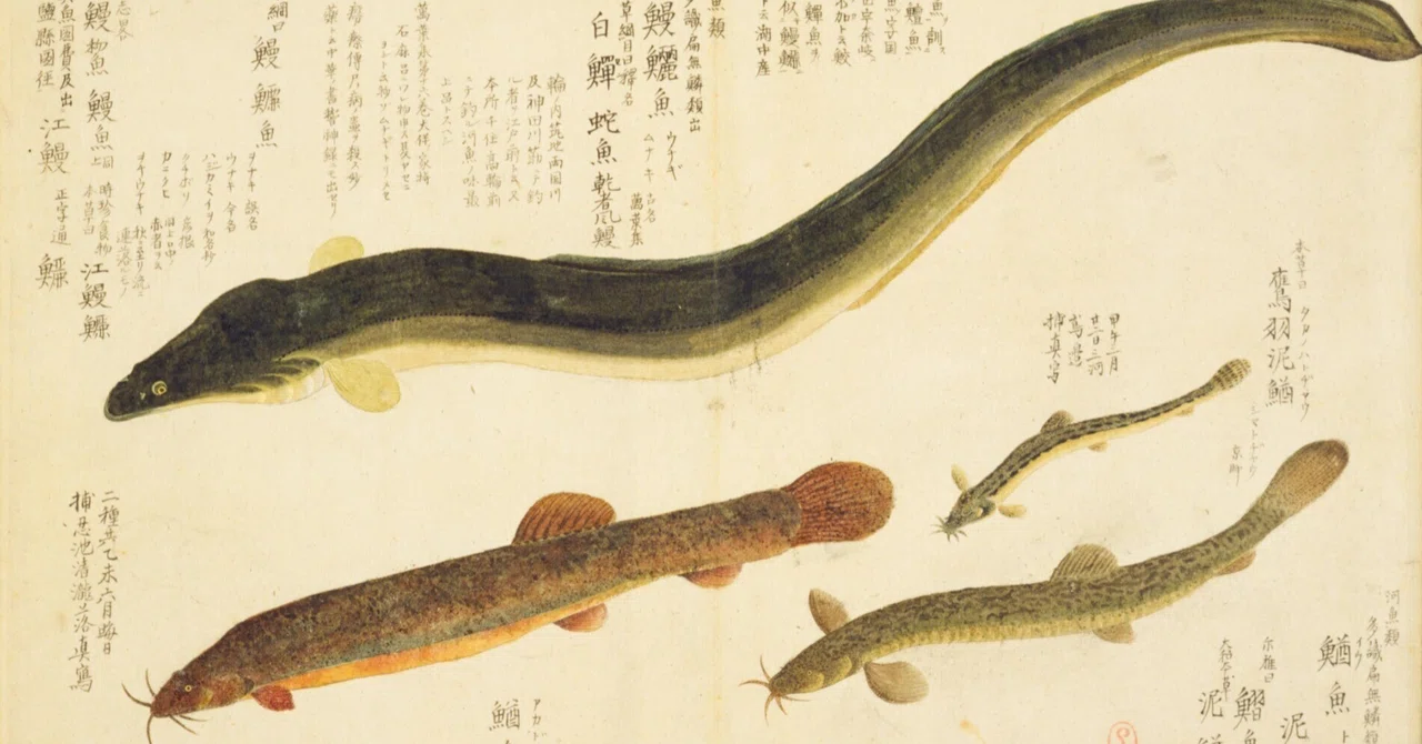 [Baien Gyohin Zusho] (22) Eel / Loach / Takano Loach / Red Loach｜mominaina
