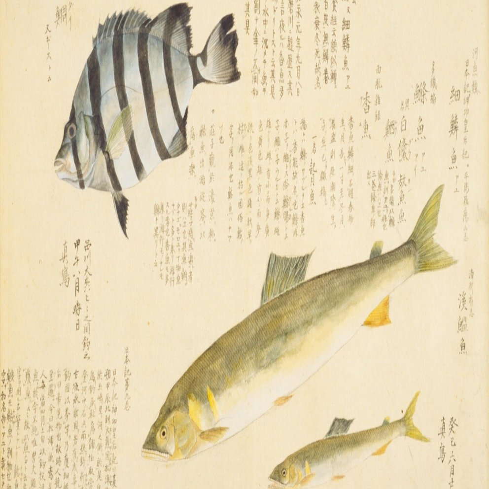 梅園魚品図正】(24) 細鱗魚（あゆ）／縞鯛（しまだい）｜mominaina