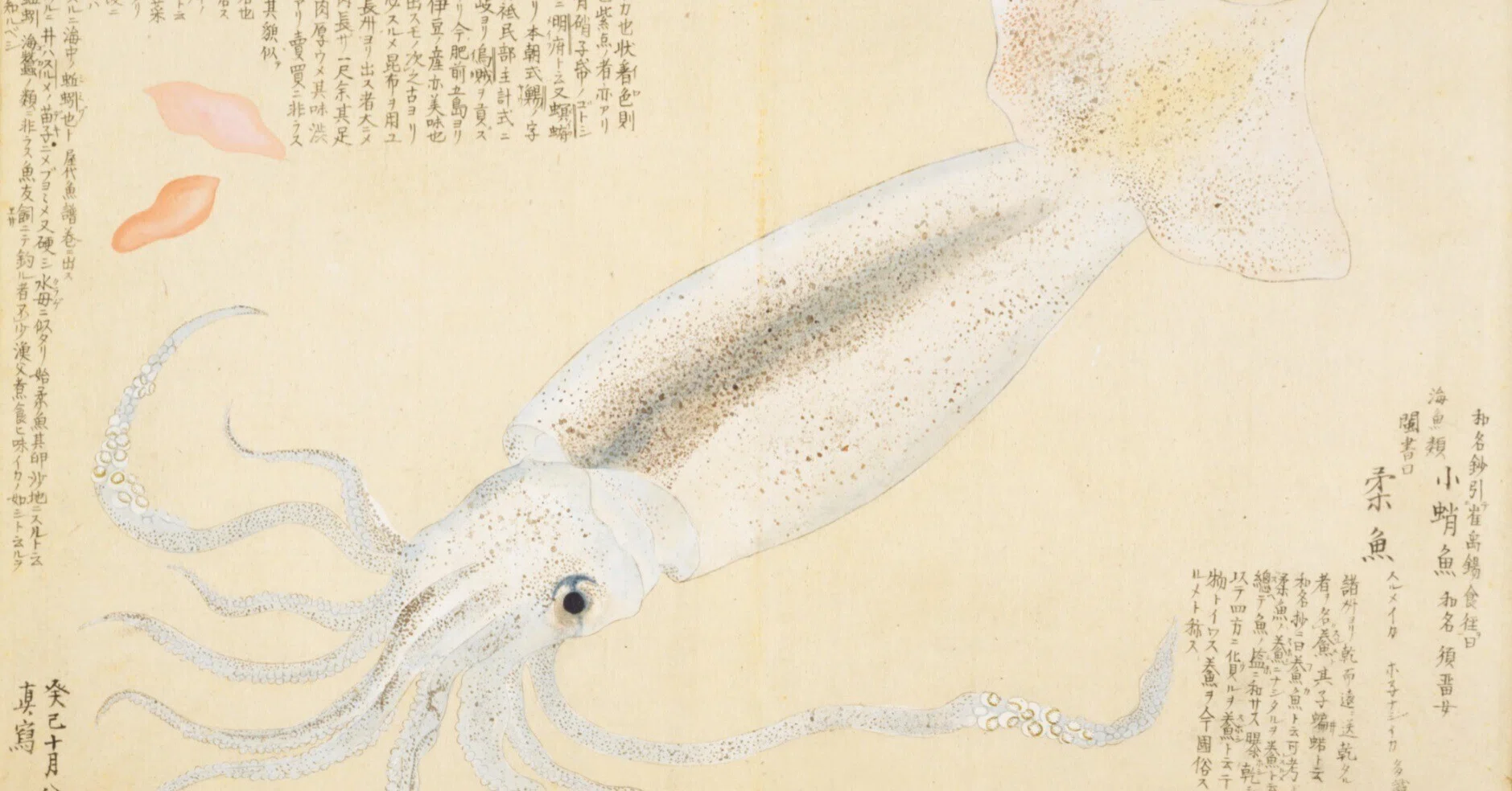 梅園魚品図正】(29) 柔魚（するめいか）｜mominaina