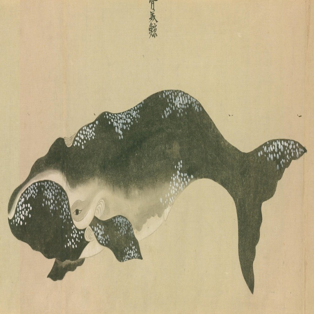 鯨及海豚各種之図 一｜mominaina