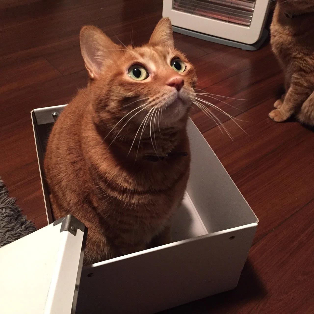 箱から猫が なんちゃってw Mizunote Note 箱から猫が なんちゃってw Mizunote Note