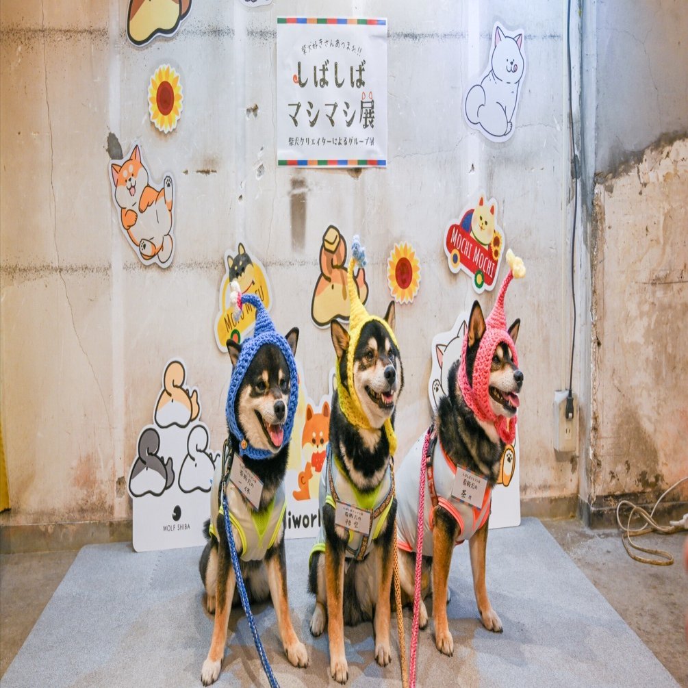 しばしばマシマシ展vol.1開催しました。｜Mai@柴犬のイラストを描く