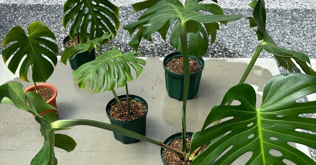 モンステラの株分け｜秋春瑠@5%のお役目 