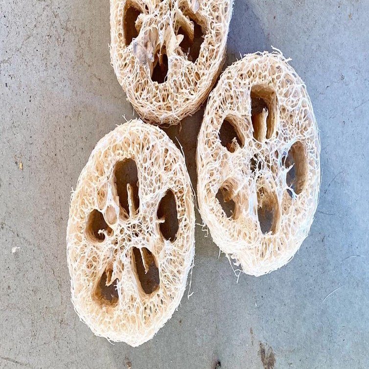 へちまのある暮らし｜服部雄一郎