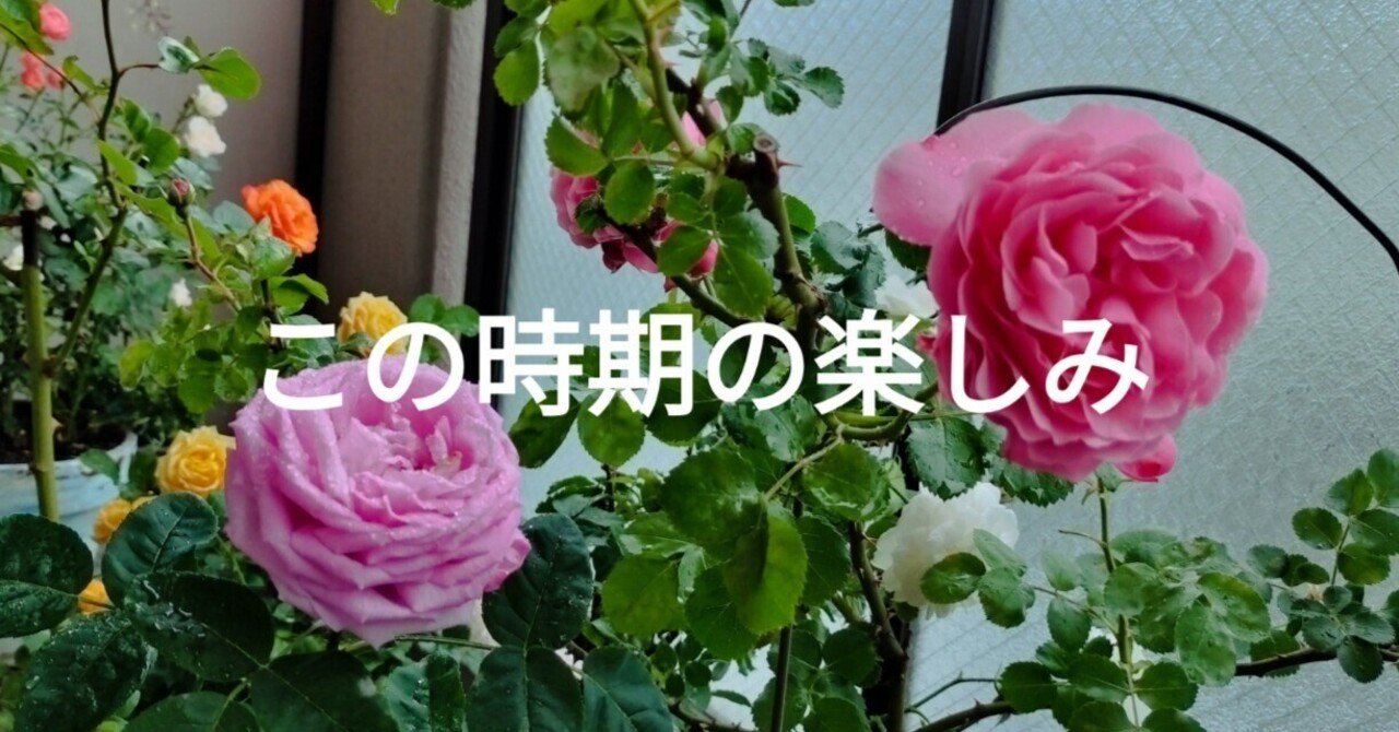 キバツツジ(どちらか1鉢ごと) 4/24撮影(今年は終わりました