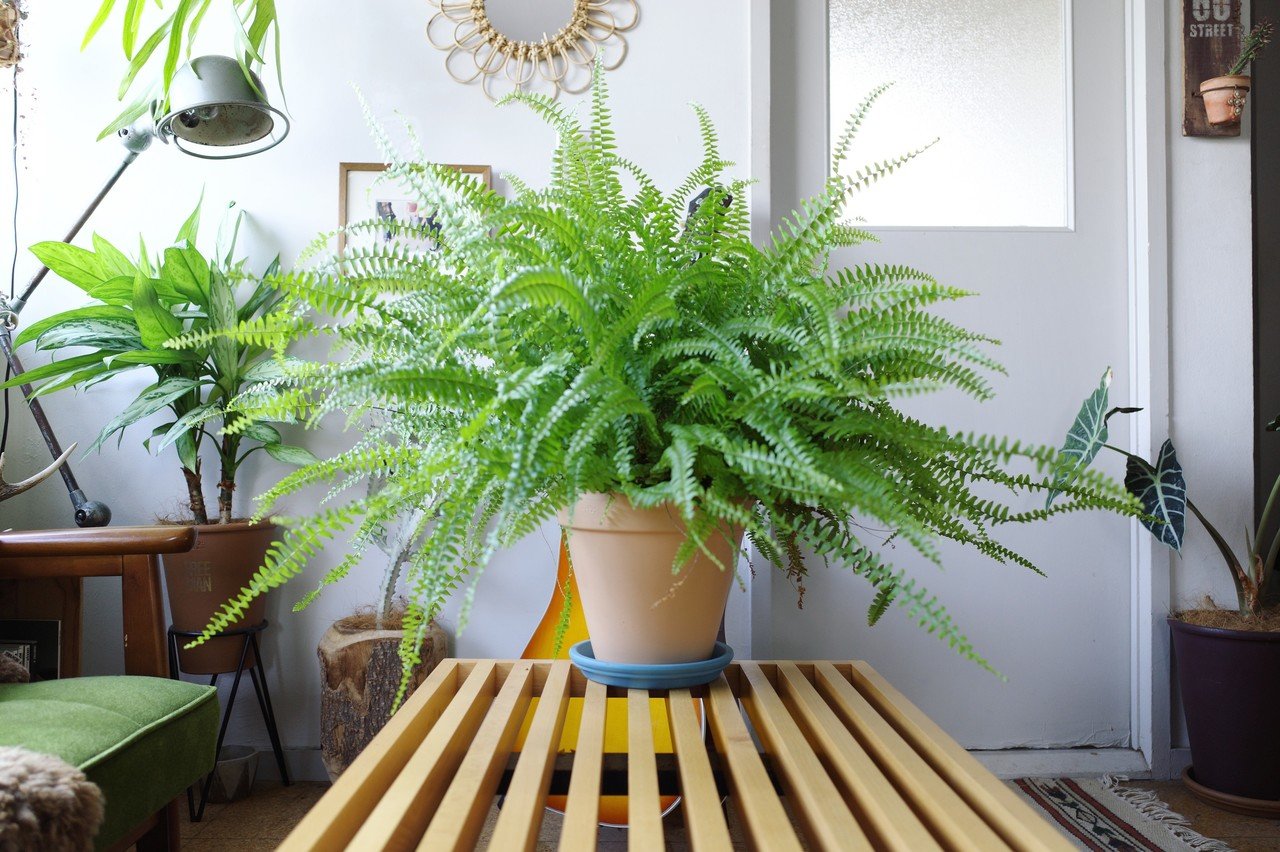 観葉植物の植え替えって必要?|SHINPEI 観葉植物の植え替えって必要?|SHINPEI