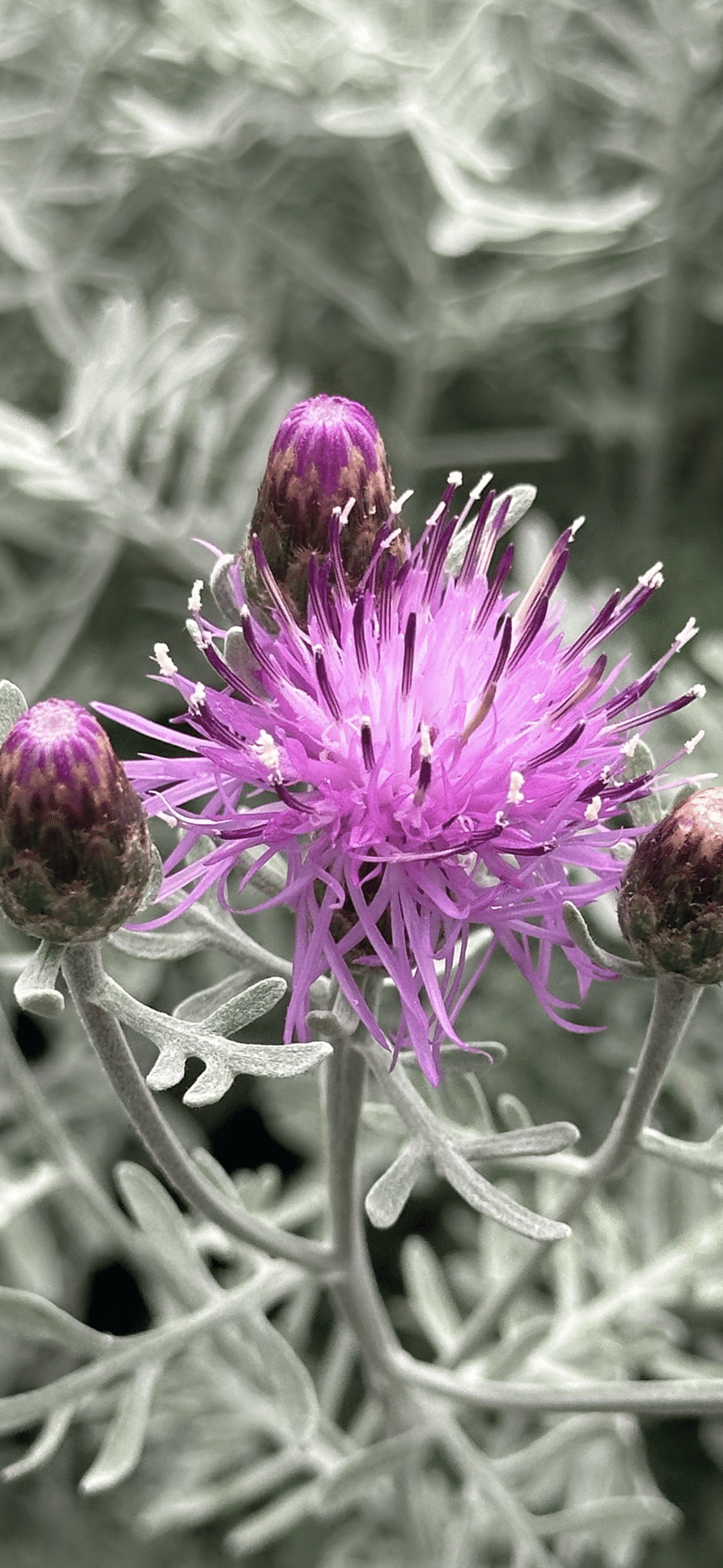 カラテア・ギムノカルパ ケンタウレア・ギムノカルパ (Centaurea gymnocarpa)