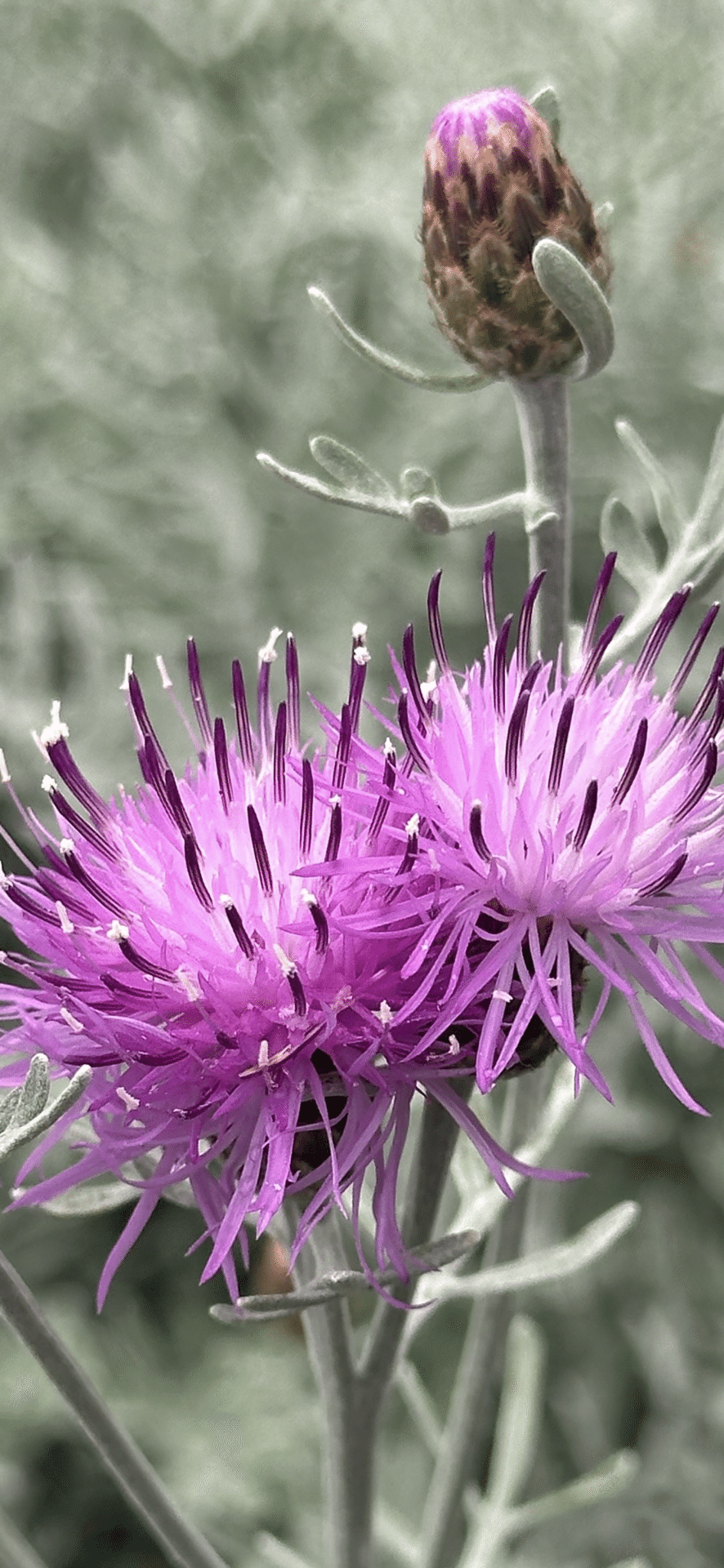 カラテア・ギムノカルパ セントレーア（ギムノカルパ）の特徴や育て方等の紹介【ピンクダスティ