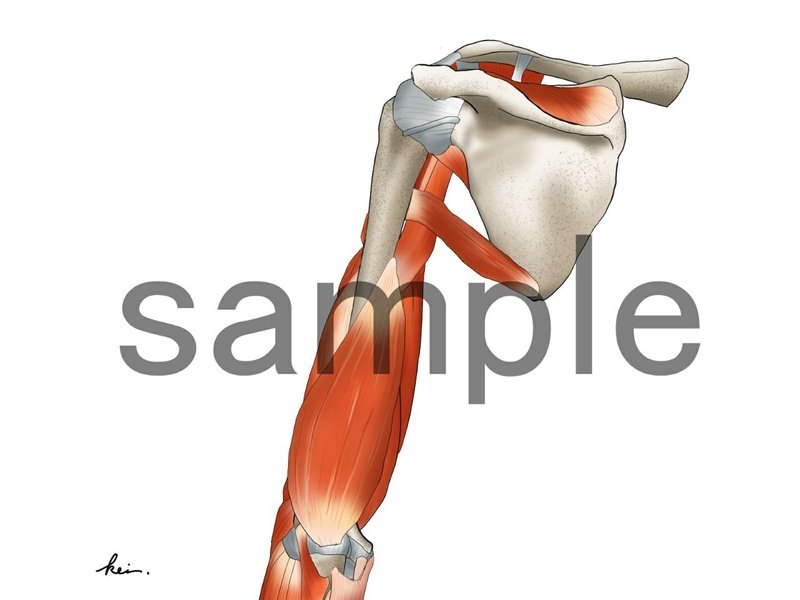 終了 アナトミーイラスト 肩 上腕 骨 筋編 ｱﾅﾄﾐｰｲﾗｽﾄﾚｰﾀｰ Kei Note