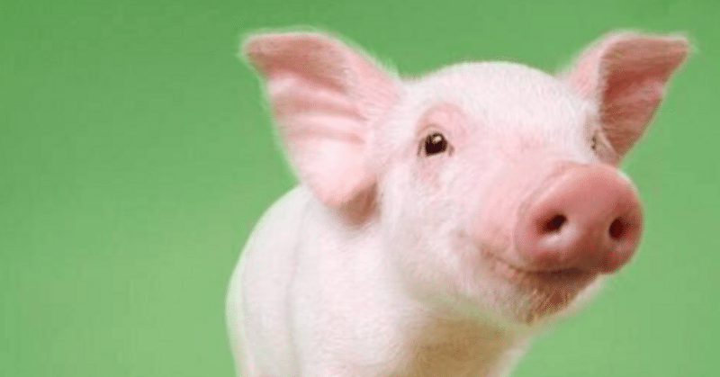 豚の腎臓を移植したひと死亡