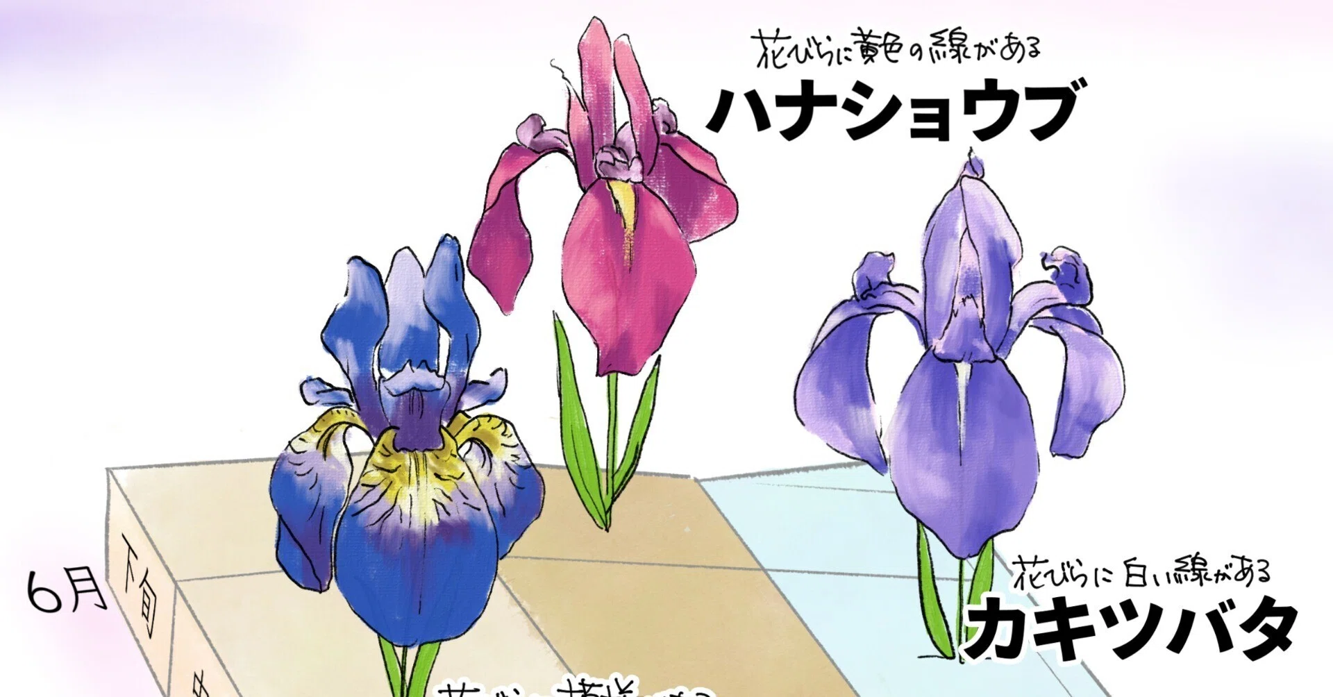 あやめ3種攻略表｜くますけ｜自然ガイド・クリエイター