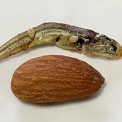 Almond Fish（小酒井基文）