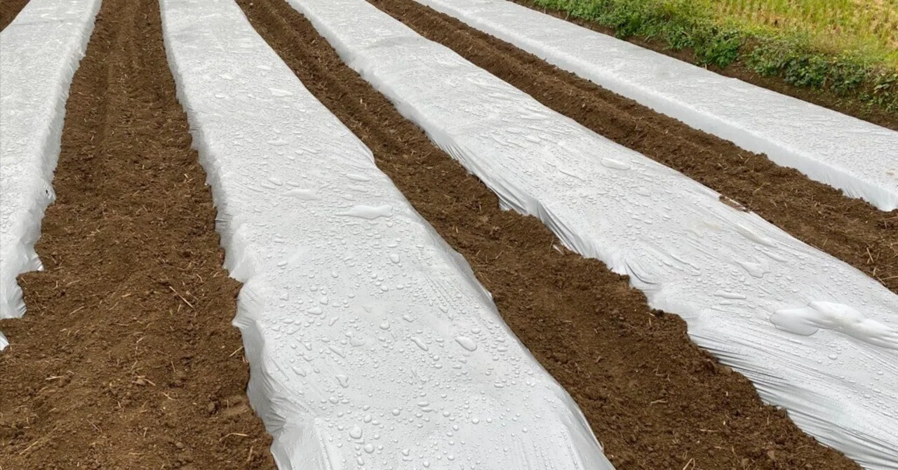 4th Year Fava Bean Cultivation Memo (2): Soil Preparation and Mulching ...