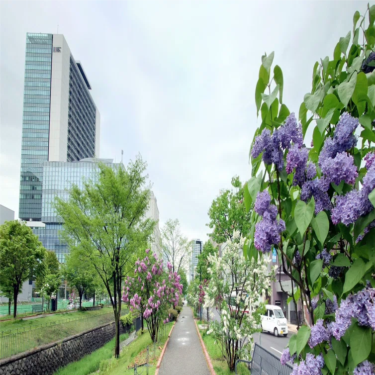 【花入17】萩2  カイラギ　角口　小松健　高さ23.5㎝ 花入17】萩2 カイラギ 角口 小松健 高さ23.5㎝ | ヤマダウェブコム