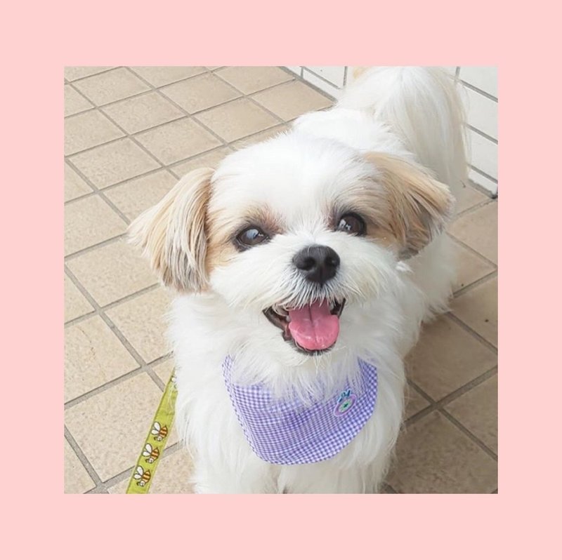 ミックス犬の人気ランキング 10種類それぞれの特徴 魅力 雑種との違いは 田中愛子 ドッグトレーナー Note