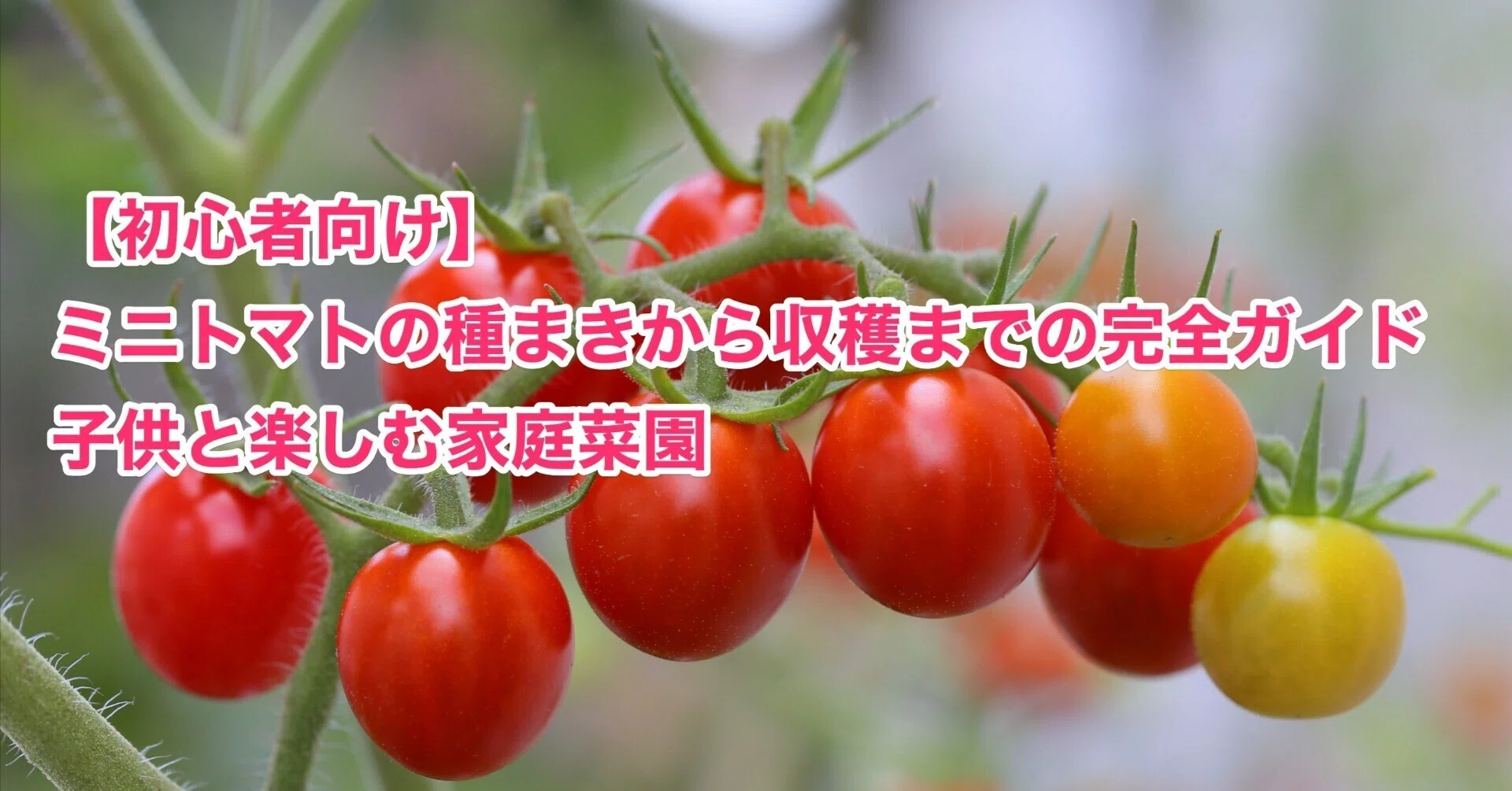 初心者向け】 ミニトマトの種まきから収穫までの完全ガイド：子供と 