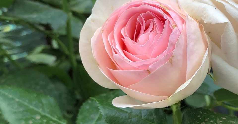 黒い薔薇を贈られて 薔薇園を始めた女性 魔女 Note