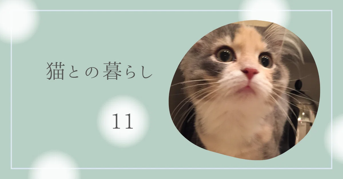 動物の平日 【公式通販】