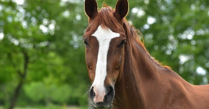 クラブ 2019 募集 馬 キャロット