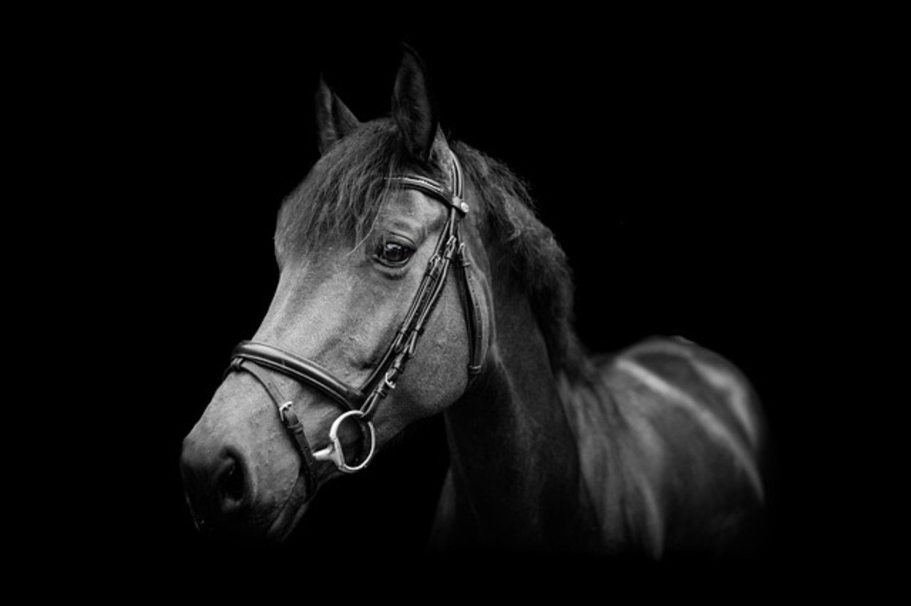 キャロットクラブ 2019募集馬 短評 ブラックタイド産駒 一口馬主マスターb Note キャロットクラブ 2019募集馬 短評 ブラックタイド産駒 一口馬主マスターb Note