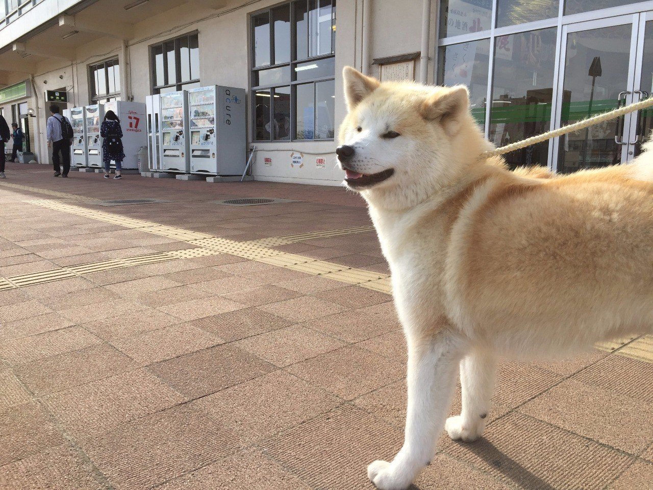 大型犬日本代表 犬太郎のいきもの日記 Ba Note 大型犬日本代表 犬太郎のいきもの日記 Ba Note