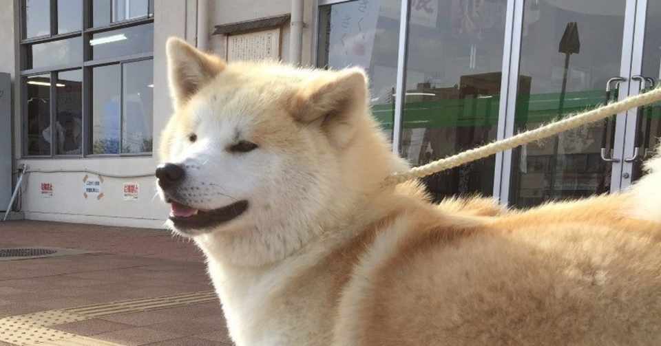 大型犬日本代表 犬太郎のいきもの日記 Ba Note