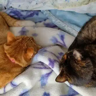 まろかり🐾