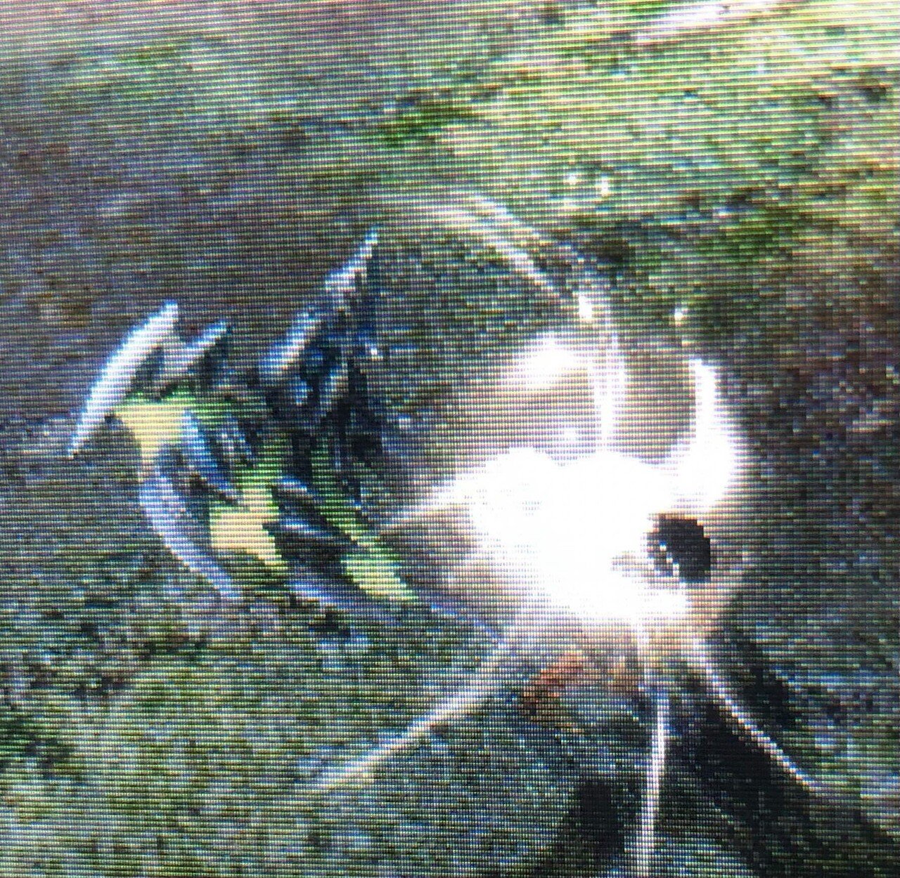 モンハンxx ライゼクス MHXX金冠 | モンハン金冠情報局